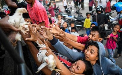 Supervivientes del desastre natural en Indonesia pelean por conseguir un pollo vivo, en las afueras de un campamento improvisado en Palu.
