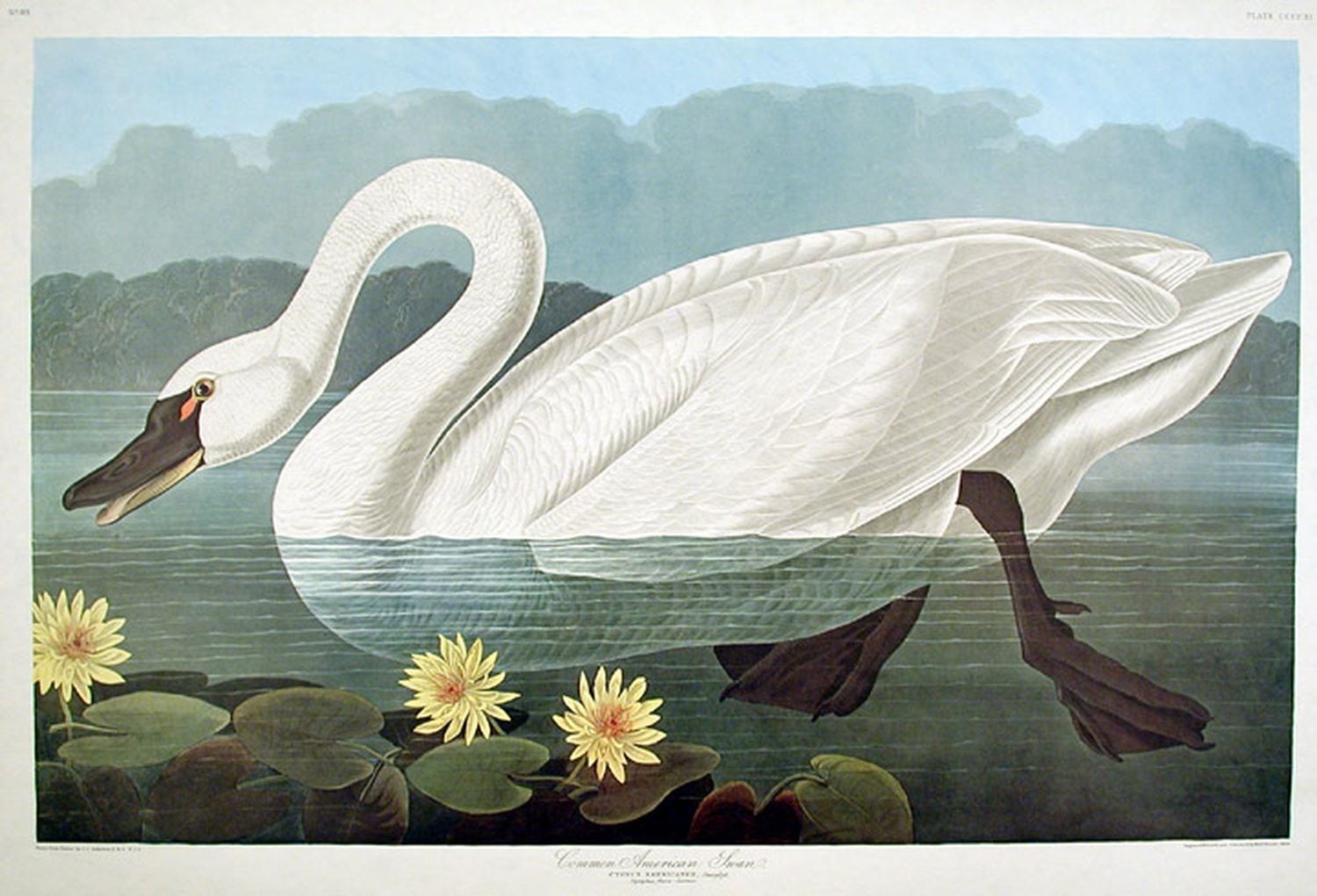 Cisne común pintado por Audubon.