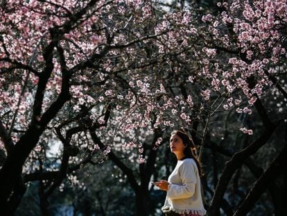 Una mujer pasea por el parque de la Quinta de los Molinos, en Madrid, con los almendros en flor.