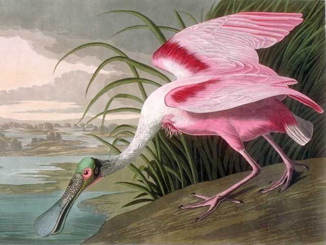Espátula rosada, una de las aves pintadas por Audubon en su 'Birds of America'.
