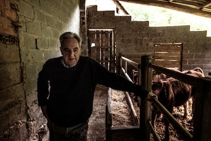 Serafín González (67) cuidando de su ganado en sus establos de la aldea de Llabosu (Asturias), en mayo.