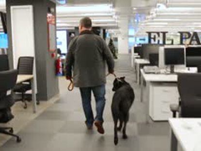 Los empleados del diario acuden a trabajar con sus perros