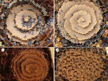 Imagen de los panales construidos por la abeja sin aguijón australiana ('Tetragonula carbonaria').