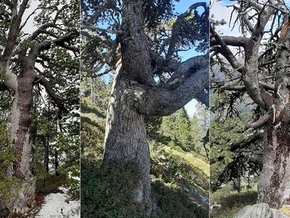 Tres de los árboles centenarios, pinos negros de montaña ('Pinus uncinata'), analizados en el estudio en el Parque Natural del Alto Pirineo.