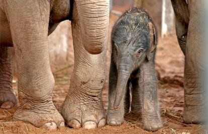 Presentación al público de una cría de elefante nacida en el Zoo de Chester (Reino Unido).