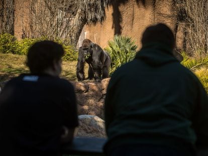 Varias personas observan a un gorila en el zoológico de Los Ángeles.