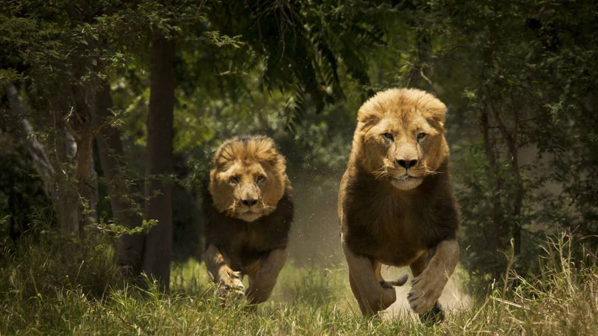 Los leones del Tsavo y otros feroces 'Man-eaters' | El viajero astuto | EL  PAÍS