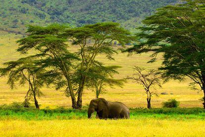 En el cráter del Ngorongoro se pueden ver leones, leopardos, guepardos, búfalos, jirafas, ñus, gacelas, babuinos, cocodrilos, águilas y elefantes.