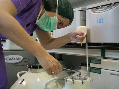 Una bi&oacute;loga manipula una canasta de &oacute;vulos y embriones almacenados en nitr&oacute;geno l&iacute;quido en el laboratorio m&eacute;dico del Instituto Cefer de Barcelona.