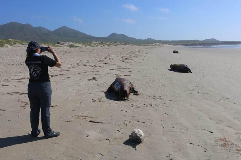 The beach of San Lázaro, in Baja California, with corpses of sea lions.