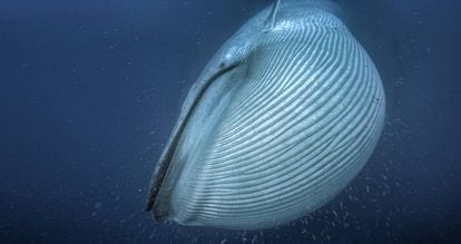 Una ballena azul, el animal vertebrado más grande de la historia, traga el krill en la costa de California.