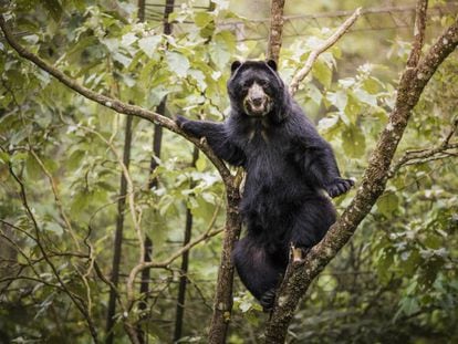 Balú, un oso jukumari rescatado cuando iba a ser vendido a un circo y que reside en Centro Inti Wara Yassi, en Bolivia. 