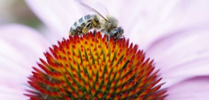 Una abeja posada sobre una flor en la región francesa de Ron-Alpes.