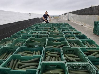 Producci&oacute;n de pepinos entre los invernaderos de El Ejido en 2011, cuando estall&oacute; la crisis en Alemania.