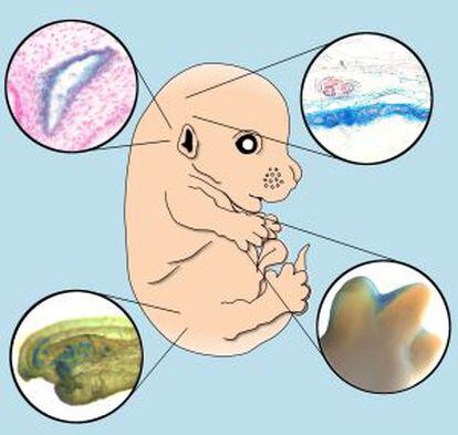 Los investigadores del CRG y el CNIO han encontrado senescencia celular en cuatro estructuras embrionarias: el mesonefros (un tejido renal), el saco endolinfático (oído interno), la formación y separación de los dedos de la mano y en el cierre del tubo neural.