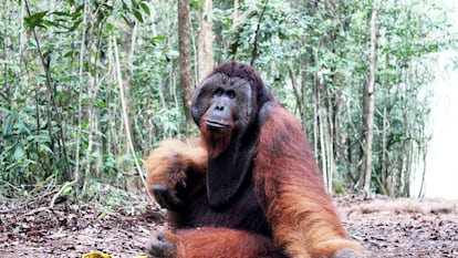 Thom, ejemplar macho adulto de orangután de Borneo, en el Parque Nacional de Tanjung Puting (Borneo, Indonesia).