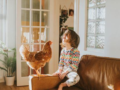 Una niña ríe frente a una gallina en el salón de su casa.
