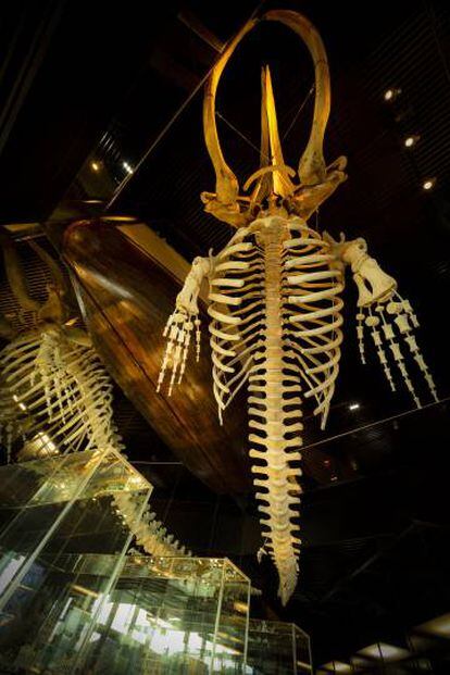 Esqueleto de ballena vasca capturada en la costa de Gipuzkoa, en el Aquarium de San Sebastián.