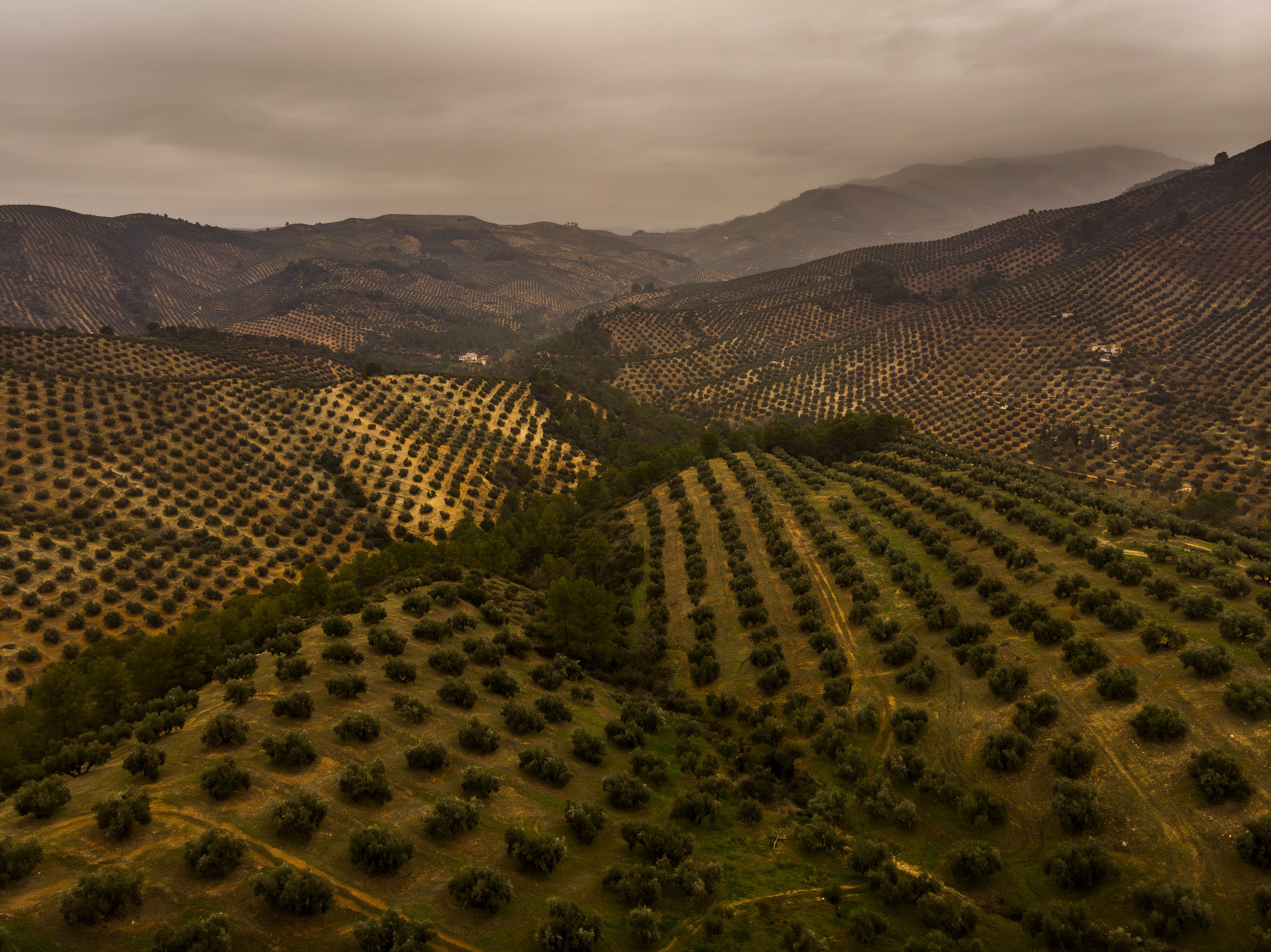 Los aceituneros de Jaen y Córdoba no quieren que el olivar andaluz sea patrimonio mundial