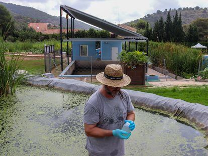 El químico Miguel Martín recoge a principios de julio agua regenerada de los humedales artificiales junto a la depuradora de la urbanización Los Monasterios, (Puçol, Valencia).
