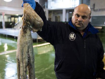 Lonja de Bueu donde se descarga y subasta el pulpo de la R&iacute;a de Pontevedra.