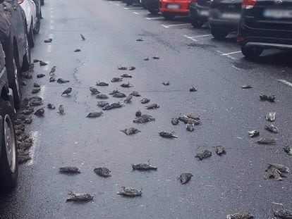 Estorninos muertos sobre el asfalto en Caranza.