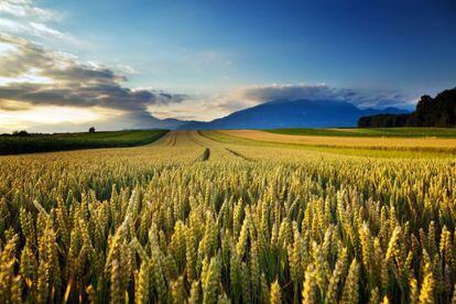 Campos de trigo en el interior de Estados Unidos.