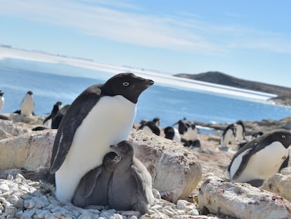 Dos crías de pingüinos de Adelia junto a su madre en la bahía de Lützow-Holm (Antártida) en la época más cálida del año (diciembre-enero).