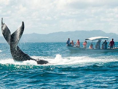 La cola de una ballena jorobada emerge frente a una barca de turistas en la bahía de Sanamá (República Dominicana).