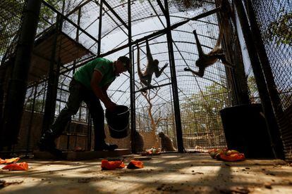 Un trabajador deja papaya en el suelo de la jaula de los monos araña, en el zoo Paraguana de Punto Fijo, Venezuela.