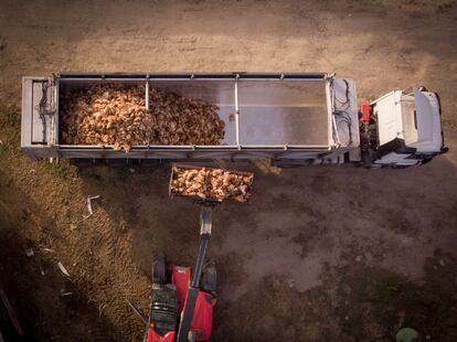 Retirada de miles de aves muertas en una explotación en Íscar, Valladolid, en febrero de 2022.