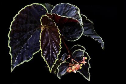 La sorprendente 'Begonia darthvaderiana'.