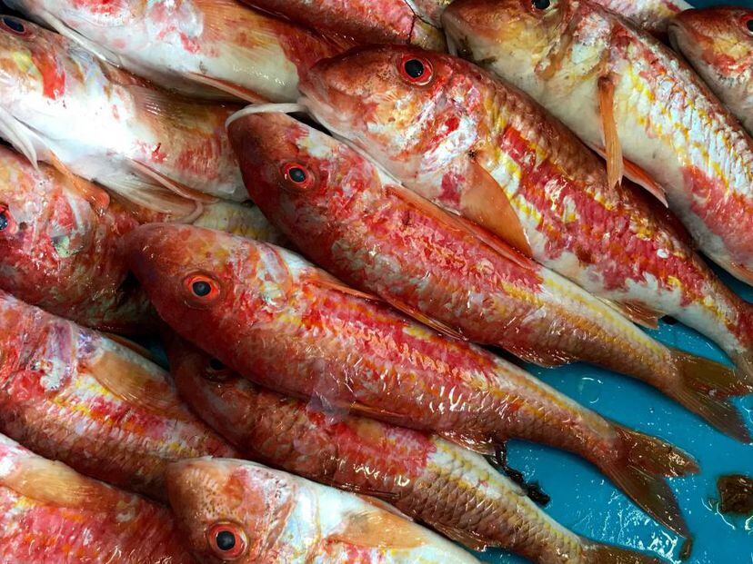 Donde Ver Todas Las Temporadas Pesca Radical