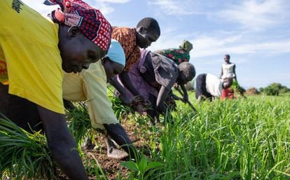 Agricultores trabajando en Torit (Sudán del Sur).