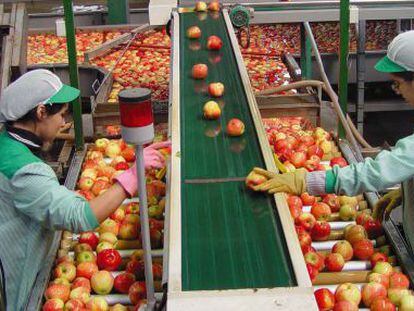 Dos trabajadores revisando la fruta en una cadena de producci&oacute;n.