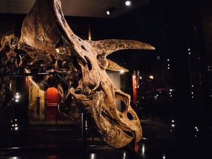 El cráneo restaurado de Big John ('Triceratops horridus') en vista lateral-posterior.