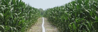 Cultivo de maíz, uno de los cereales que más agua necesita, con riego por goteo.