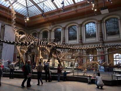 Esqueletos de dinosaurio en el Museo de Ciencias Naturales de Berlín.
 