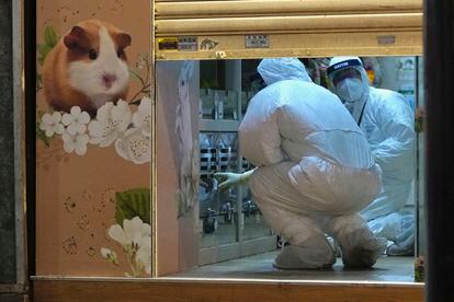 Personal del Departamento de Agricultura de Hong Kong examinan la tienda donde varios hámsters dieron positivo en pruebas de coronavirus