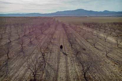 Juan Fernando Gallardo, en su finca de almendros ecológicos de Caniles (Granada), que desaparecerán si prospera la expropiación del Ministerio para la Transición Ecológica.