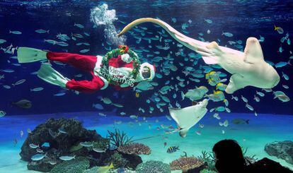 Un buzo vestido con un traje de Santa Claus nada con peces en el Sunshine Aquarium de Tokio (Japón).