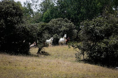 Paloma, adopted mare, and other horses at the El Imperio farm.