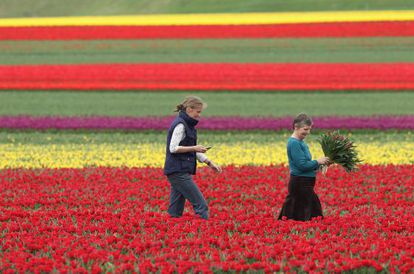 Dos mujeres recogen tulipanes en Alemania. 