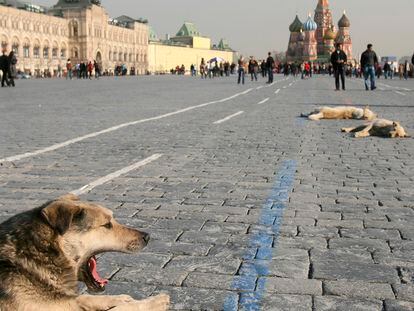 Perros callejeros toman el sol primaveral en la Plaza Roja de Moscú, en 2007