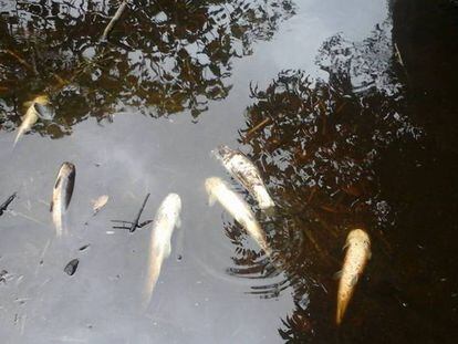 Peces muertos en la comunidad de Cunicnio, en la selva de Per&uacute;.