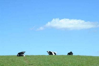 Vacas felices