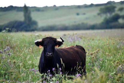 Vaca de la ganadería La Palmosilla, en la dehesa gaditana.