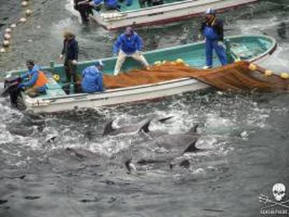 Fotografía facilitada por la organización "Sea Shepherd" (Pastor Marino) que muestra el proceso de selección de delfines, ayer durante la captura anual de delfines en Taiji (Japón).