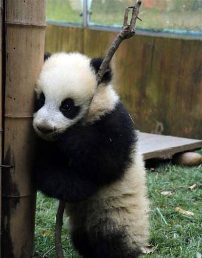 Uno de los pandas del centro de Chengdu