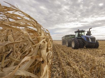 Un campesino transporta maíz en grano cosechado en un campo en Chesterville, Ontario, Canadá.
